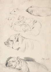 Études de Cochons